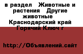  в раздел : Животные и растения » Другие животные . Краснодарский край,Горячий Ключ г.